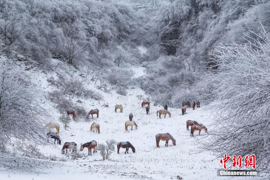 雪の中、エサを探す馬（撮影・王俊傑）。