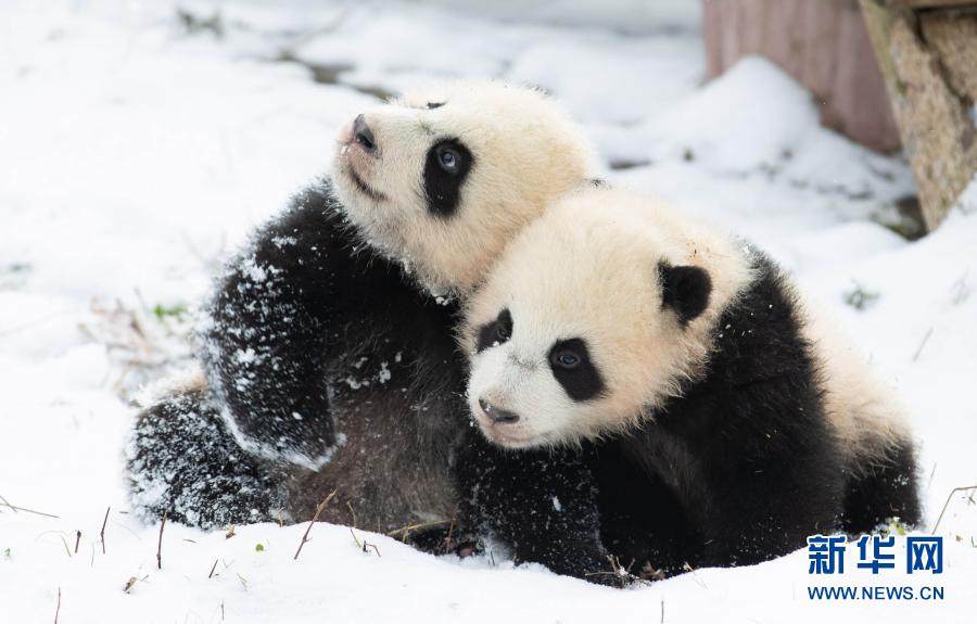 12月17日、中国ジャイアントパンダ保護研究センター臥竜神樹坪基地で、雪遊びに夢中な2頭の赤ちゃんパンダ（撮影・江宏景）。