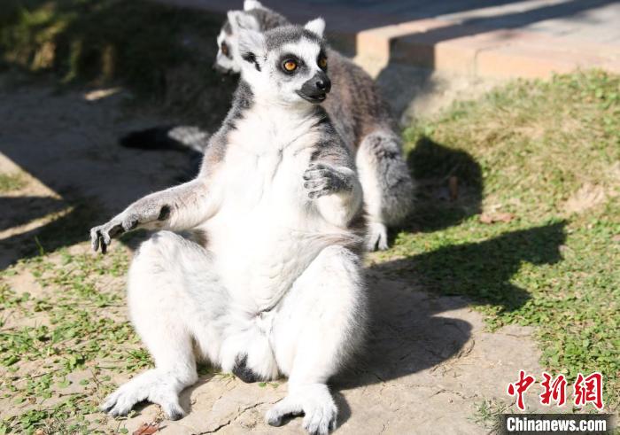 「日向ぼっこ」を楽しむ可愛い動物たち　江蘇省常州淹城動物園