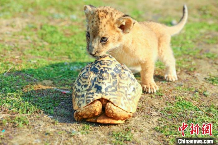 「日向ぼっこ」を楽しむ可愛い動物たち　江蘇省常州淹城動物園