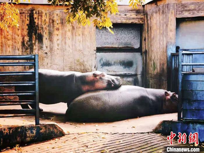 「日向ぼっこ」を楽しむ可愛い動物たち　江蘇省常州淹城動物園