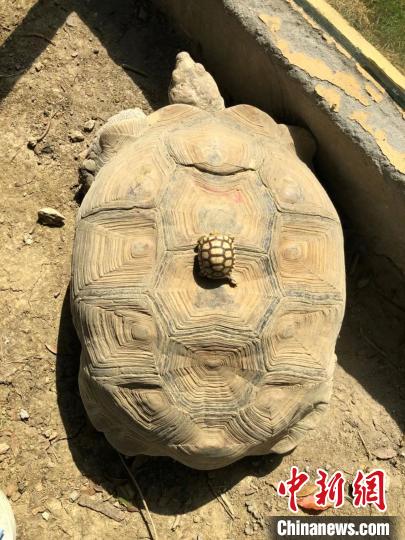 「日向ぼっこ」を楽しむ可愛い動物たち　江蘇省常州淹城動物園