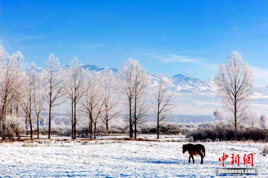 雪原をのんびりと歩く褐色の馬（撮影・蘇興漢）。