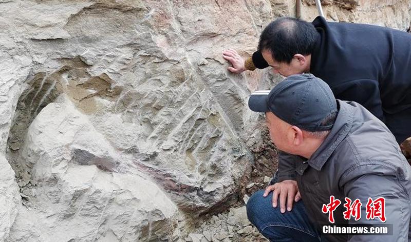 約1億6000万年前の恐竜の化石を発見　四川省自貢市
