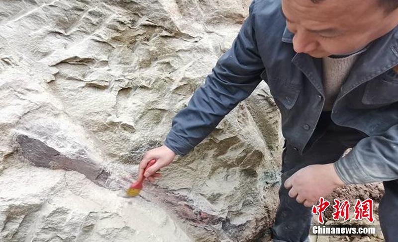 約1億6000万年前の恐竜の化石を発見　四川省自貢市