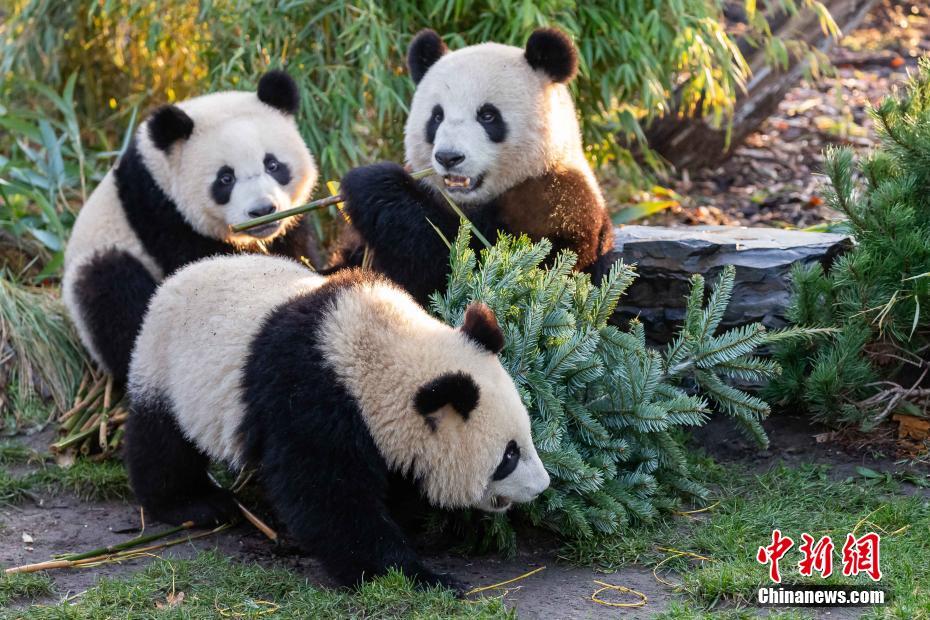 12月18日、特製のクリスマスツリーの周りに集まってきた母親パンダ「夢夢（モンモン）」（写真後方右）と一歳になる子供の双子パンダ「夢想（モンシャン）」（写真手前）と「夢園（モンユエン）」（写真後方左、画像提供・ベルリン動物園）。