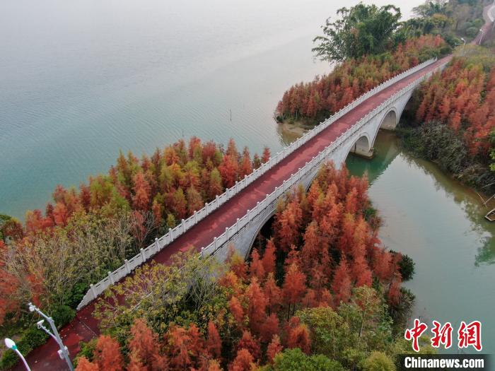 次第に赤く染まっていく冷杉、冬も変わらぬ美しさ広がる広西柳州