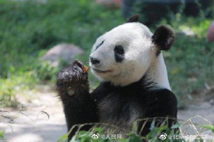 北京動物園の27歳の雌パンダ「吉妮（ジーニー）」が病死