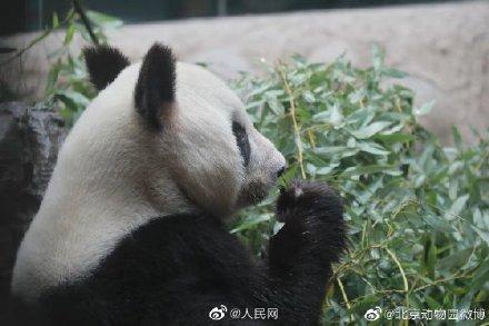 北京動物園の27歳の雌パンダ「吉妮（ジーニー）」が病死
