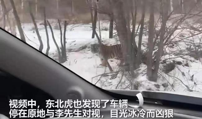 野生の巨大トラネコ？吉林省で車で走行中、アムールトラに遭遇した男性