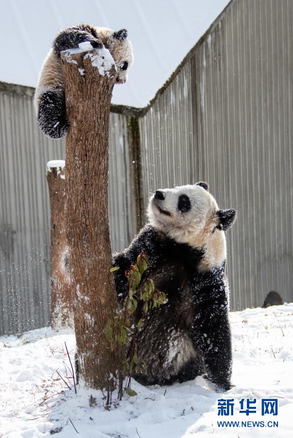 お母さんパンダが子パンダに「冬季訓練」　四川省