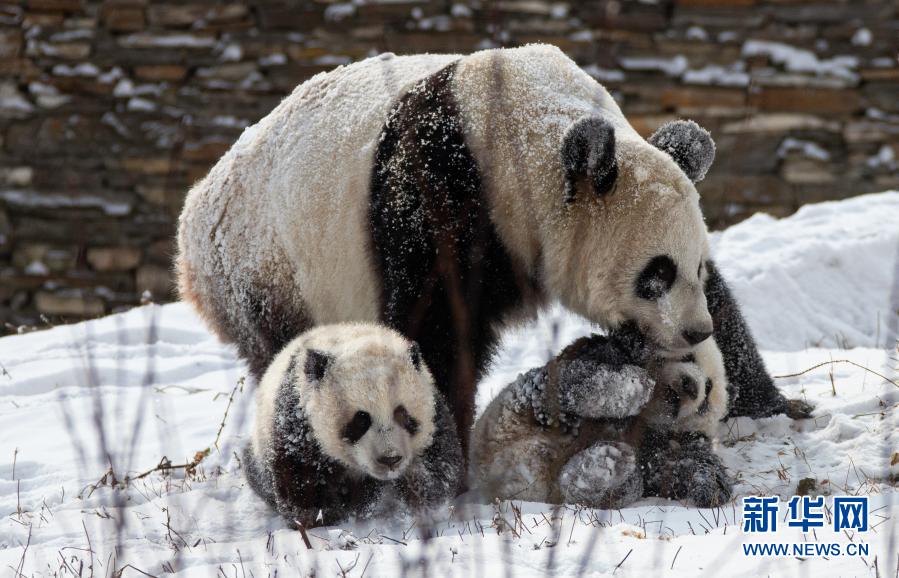 お母さんパンダが子パンダに「冬季訓練」　四川省