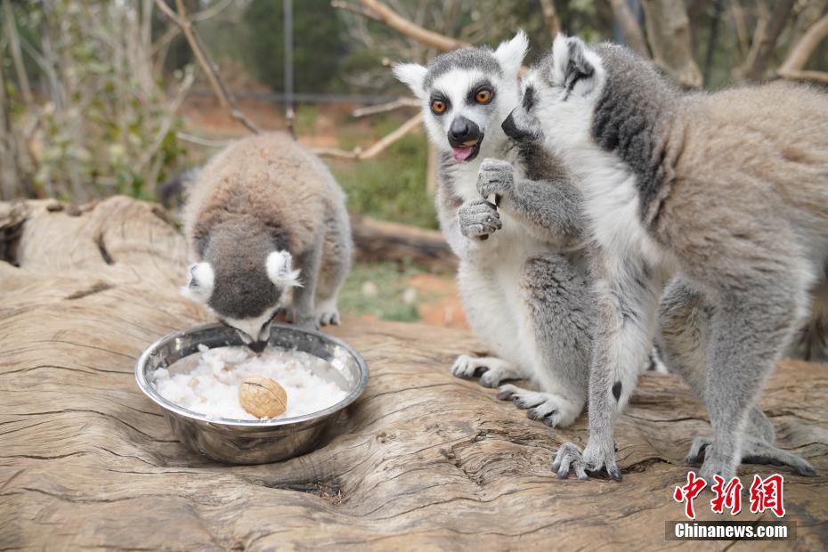1月19日、雲南省昆明市の雲南野生動物園で、特製「臘八粥」を食べるワオキツネザル（撮影・劉冉陽）。