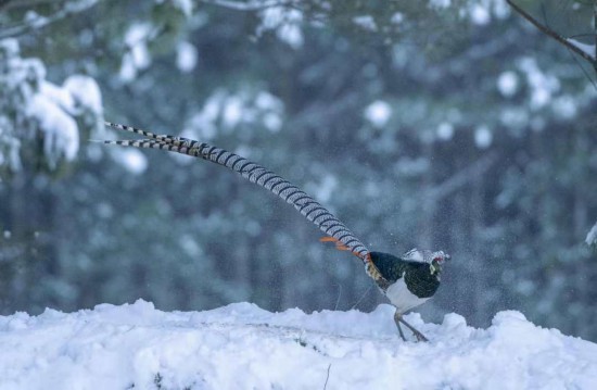 目の覚めるような美しい羽のギンケイが500羽以上を観測できる自然保護区　雲南省