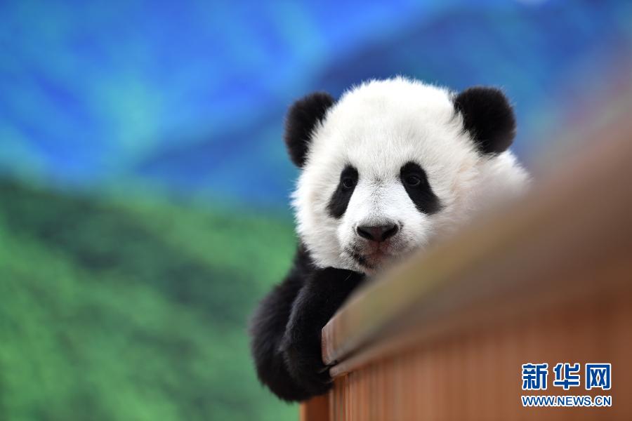 陝西・秦嶺のパンダの赤ちゃんがすくすく成長