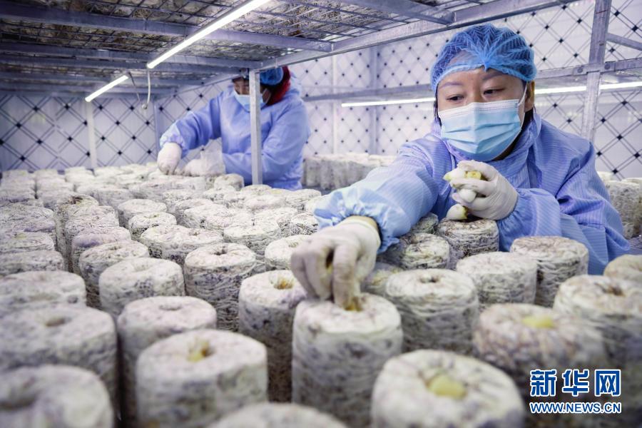 「スマートプレハブ」で食用きのこ産業の発展を後押し 河南省