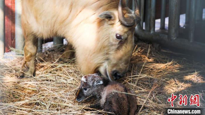 うし年に「牛」！常州淹城動物園にゴールデンターキンの赤ちゃん誕生　江蘇省