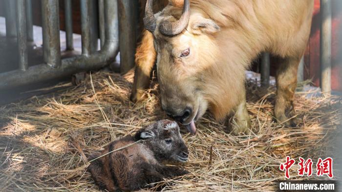 うし年に「牛」！常州淹城動物園にゴールデンターキンの赤ちゃん誕生　江蘇省