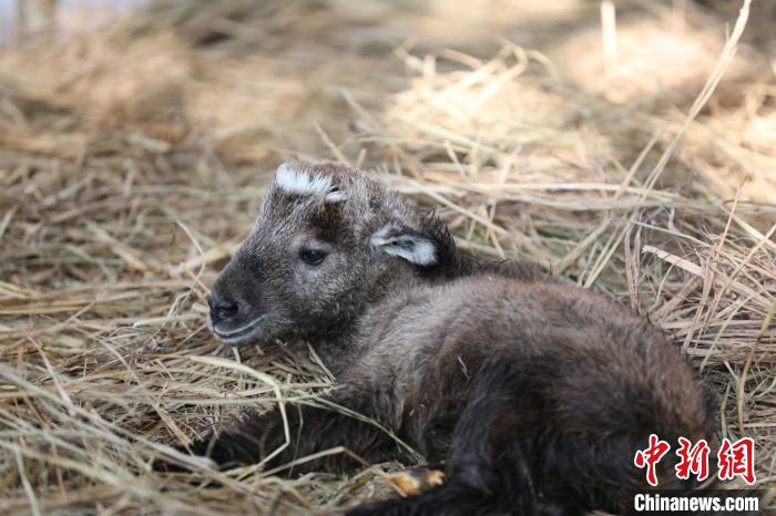 うし年に「牛」！常州淹城動物園にゴールデンターキンの赤ちゃん誕生　江蘇省