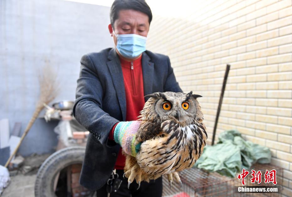 雄安新区で初めて国家二級保護動物の「ワシミミズク」を確認　河北省