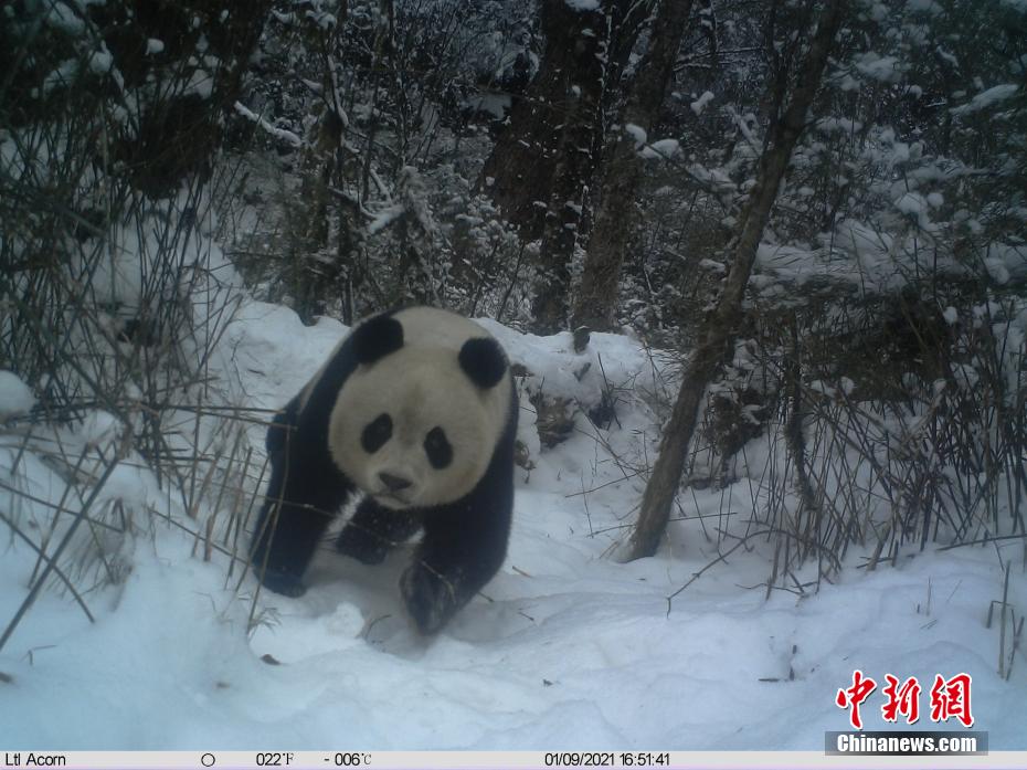 赤外線カメラに野生のパンダ捉えた画像多数　四川勿角自然保護区