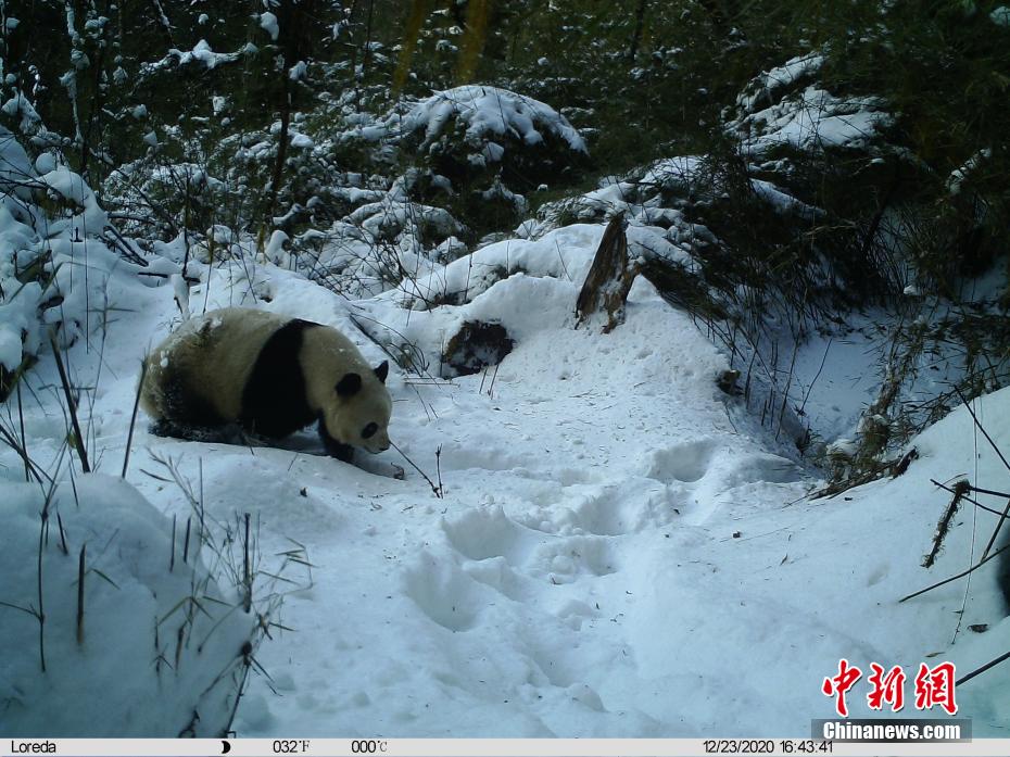 赤外線カメラに野生のパンダ捉えた画像多数　四川勿角自然保護区