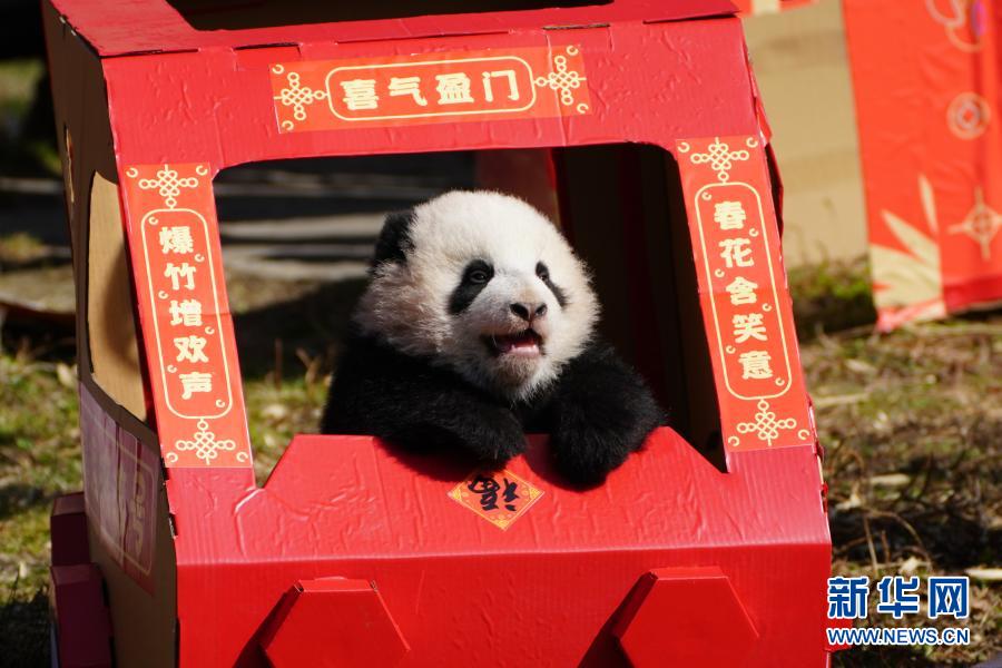 「2020年生まれ」赤ちゃんが大集合、新春の挨拶　中国パンダ保護研究センター