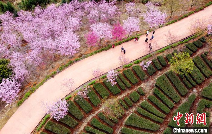 福建省南靖県で桜が満開