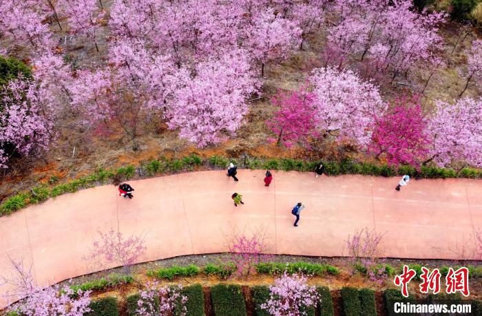 福建省南靖県で桜が満開