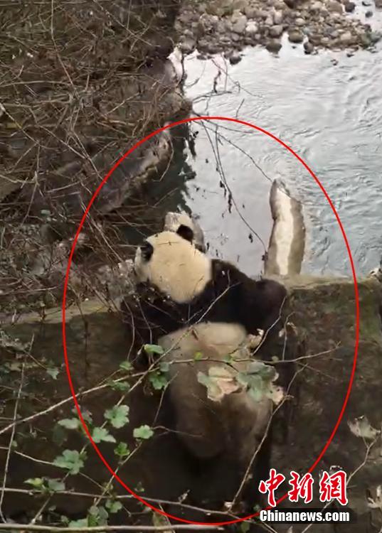山を下り河を渡ってパンダが「春節の挨拶」に？　四川省