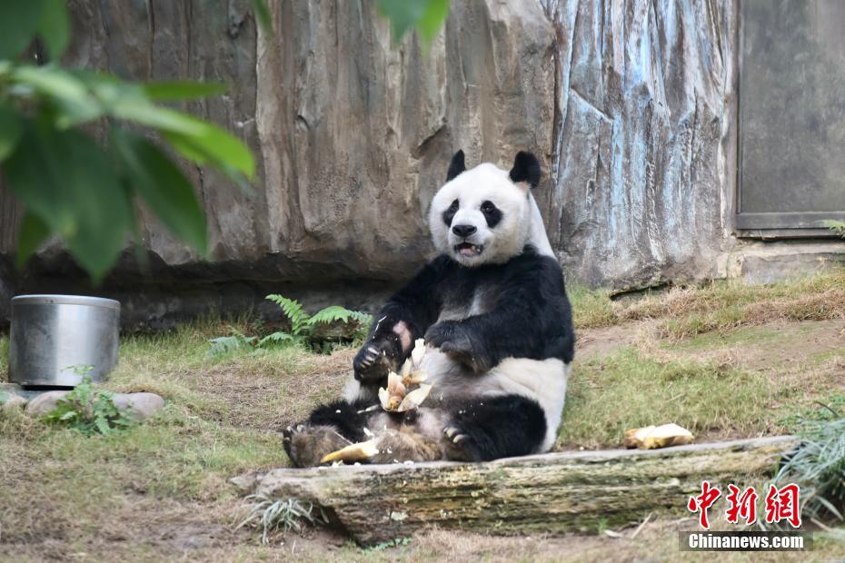香港オーシャンパークが営業再開　パンダの「安安」が来園客をお出迎え