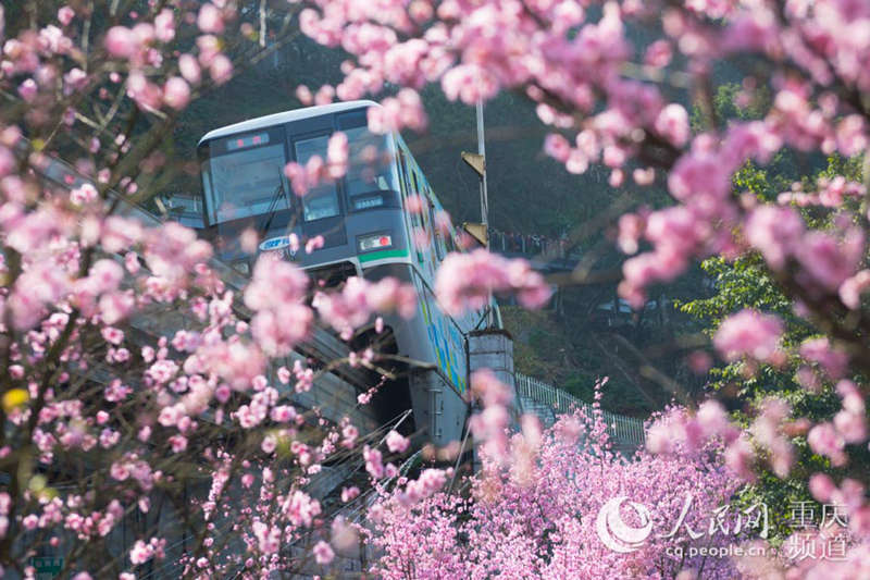 咲き乱れる梅の花の間を走るモノレール　重慶