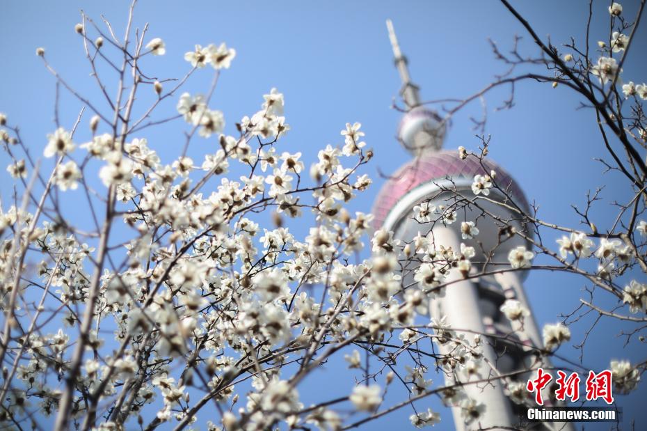 春の日差しを受け、次々に開花した上海市の市の花である「ハクモクレン」（撮影・張亨偉）。 