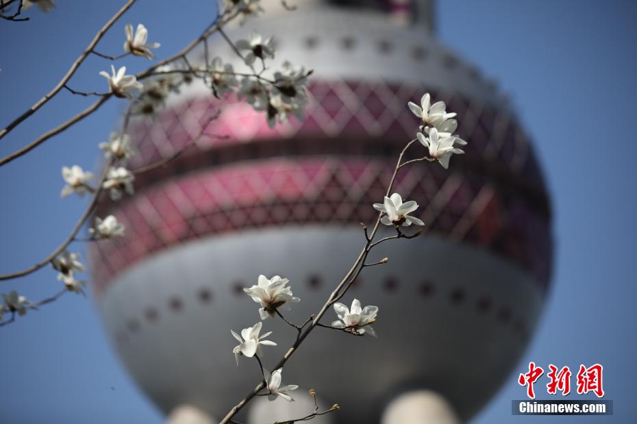 上海の市の花である「ハクモクレン」が開花