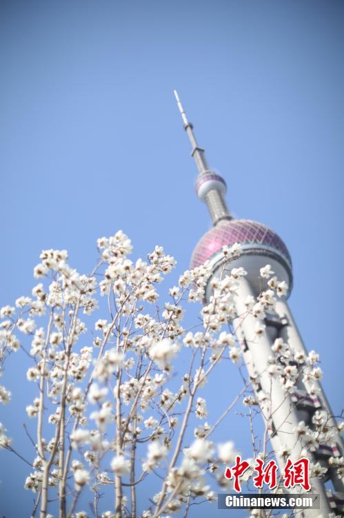 上海の市の花である「ハクモクレン」が開花