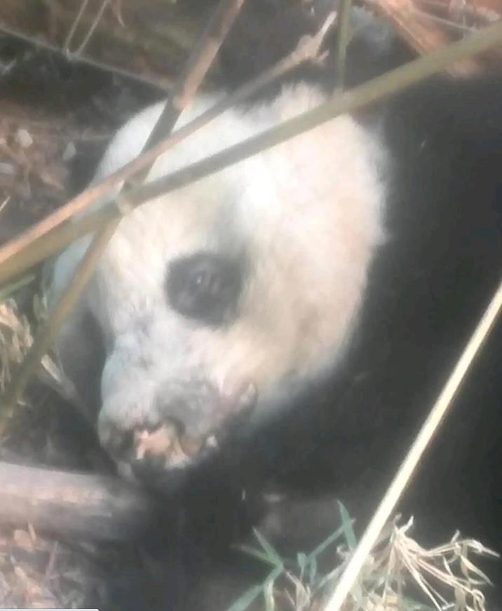 病気で動けなくなっていた野生のパンダを保護　四川