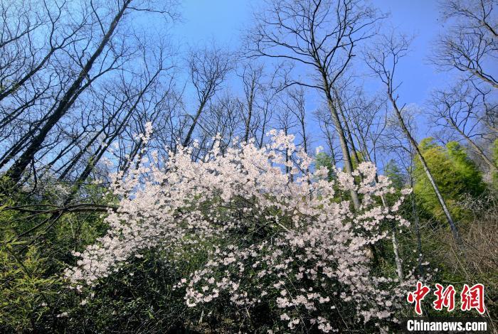 美しい春の景色広がる浙江省　野生の桜が満開に
