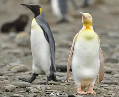 「金色のペンギン」発見　世界で初めて