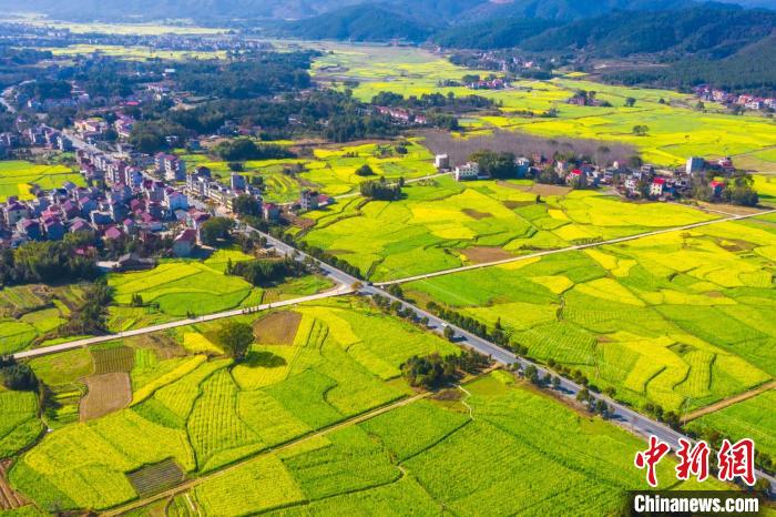 上空から撮影した、江西省吉安市安福県洋渓鎮の広大な菜の花畑（撮影・李小明）。