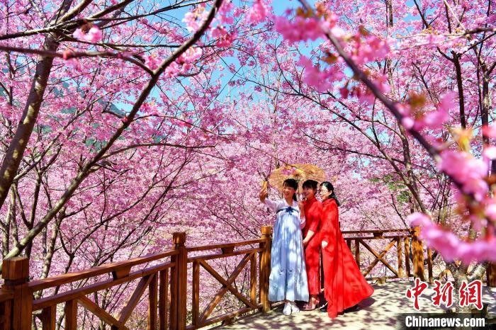 春爛漫！一面に広がる桜色の世界　福建省大田