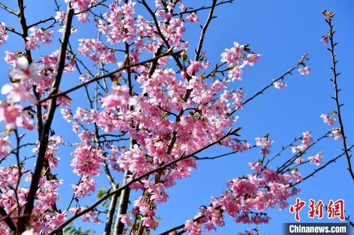 春爛漫！一面に広がる桜色の世界　福建省大田