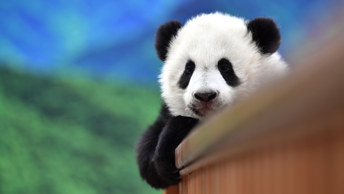 パンダの繁殖力が低い原因を専門家が発見