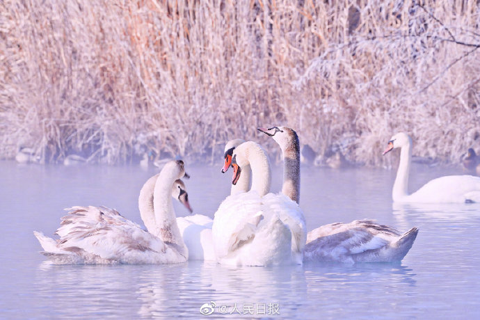 まるで童話の世界のように美しい「白鳥の湖」　新疆