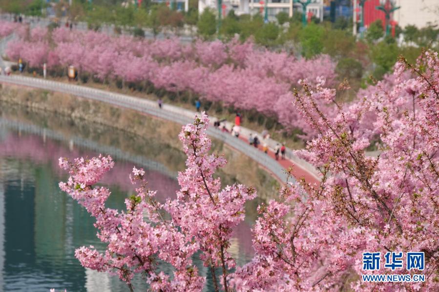 桜が咲き乱れる貴州省錦屏県三江鎮の浜江歩道をそぞろ歩く人々（2月22日撮影・彭澤良）。