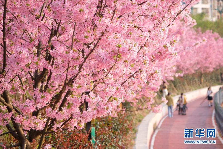 桜咲き乱れ、春爛漫の貴州省錦屏県