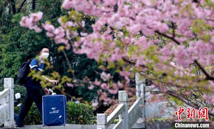 咲き誇る早咲きの桜を眺めながら歩く新学期に備え大学に戻ってきた学生（撮影・張暢）。