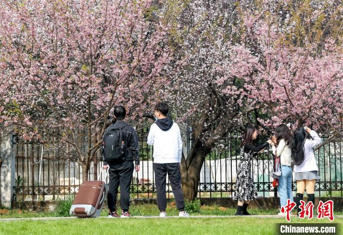 早咲きの桜が開花した武漢大学に学生戻る　湖北省