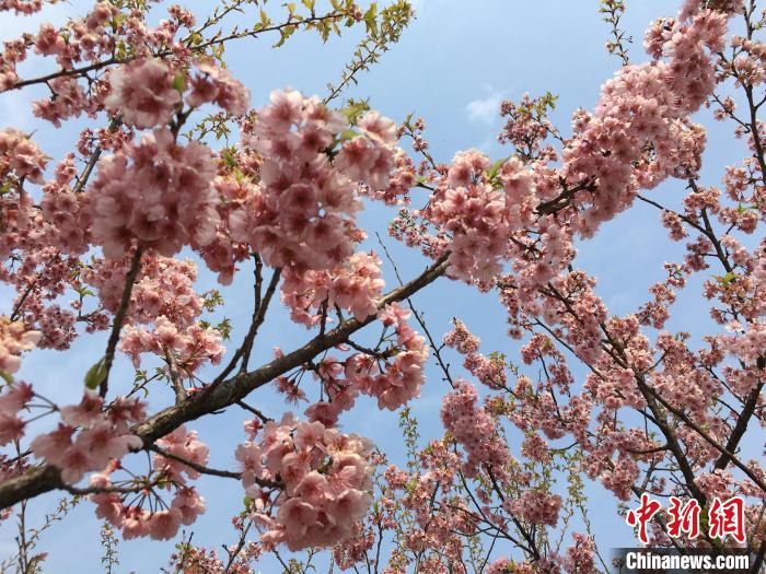 早咲きの桜が開花した武漢大学に学生戻る　湖北省