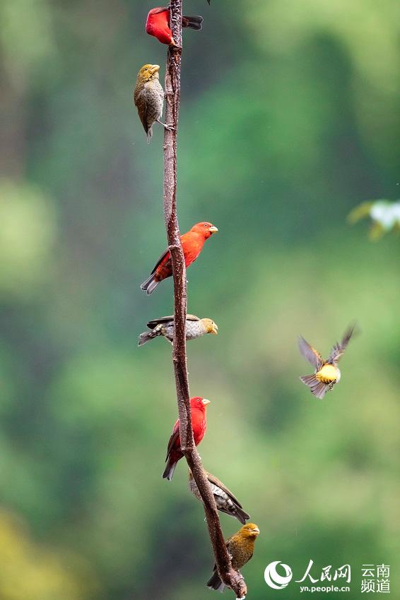 極めて珍しいシュイロマシコ30数羽を雲南省高黎貢山で確認