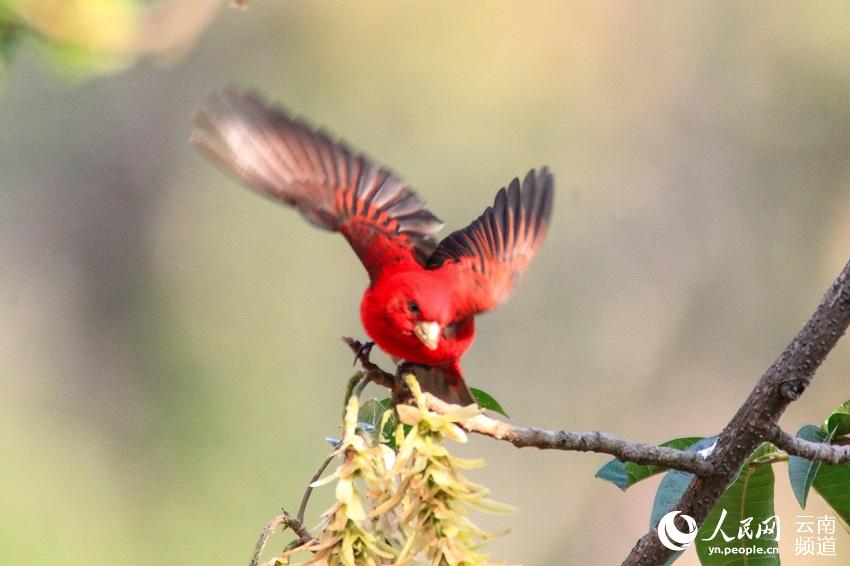 喜びや吉祥のシンボルとされる、真っ赤な羽毛に覆われた美しいシュイロマシコ（撮影・毛三）。